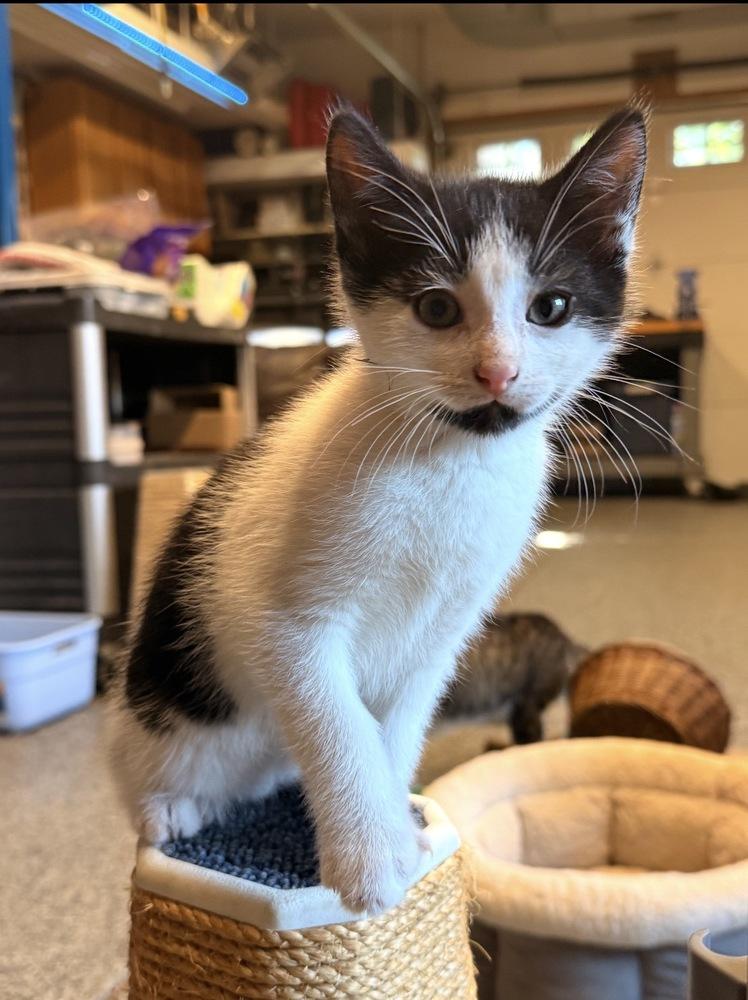 Blossom, Adoptable, Kitten Female Domestic Short Hair.