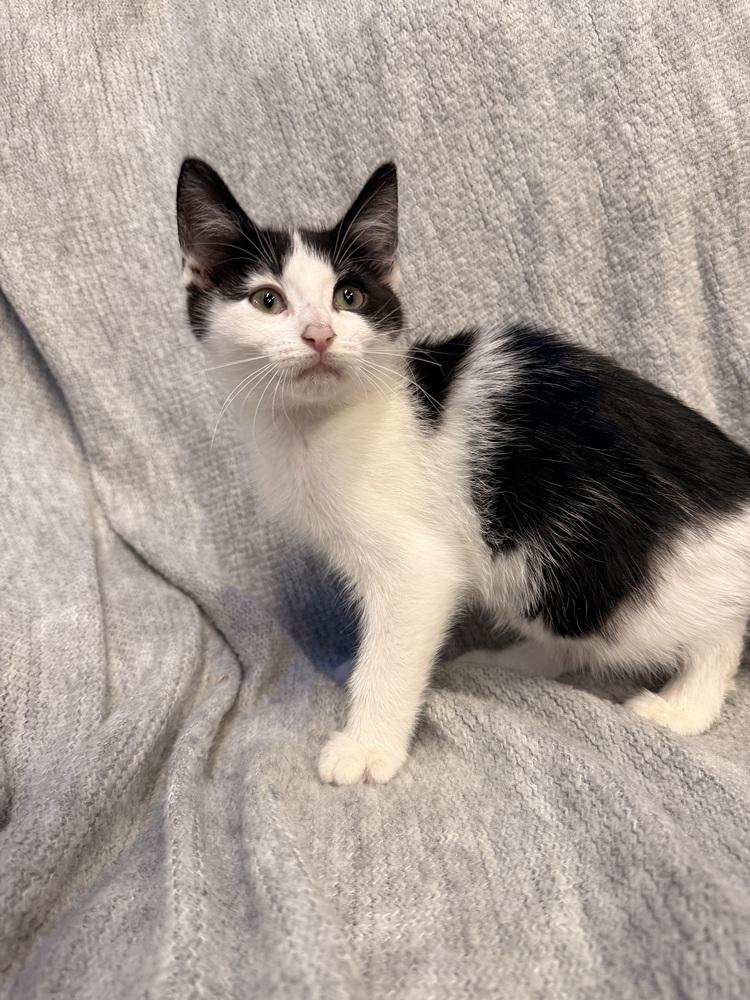 Enlarge Blossom, a Adoptable Domestic Short Hair in Palatine, IL image 2/5