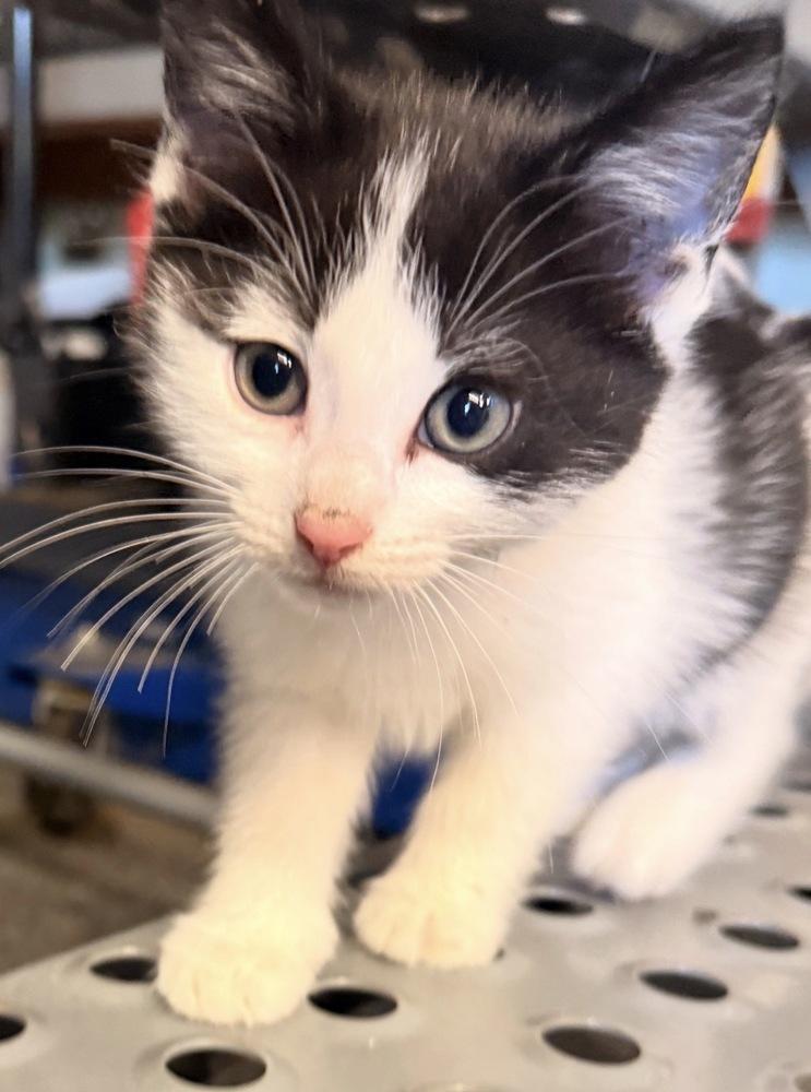 Enlarge Blossom, a Adoptable Domestic Short Hair in Palatine, IL image 5/5