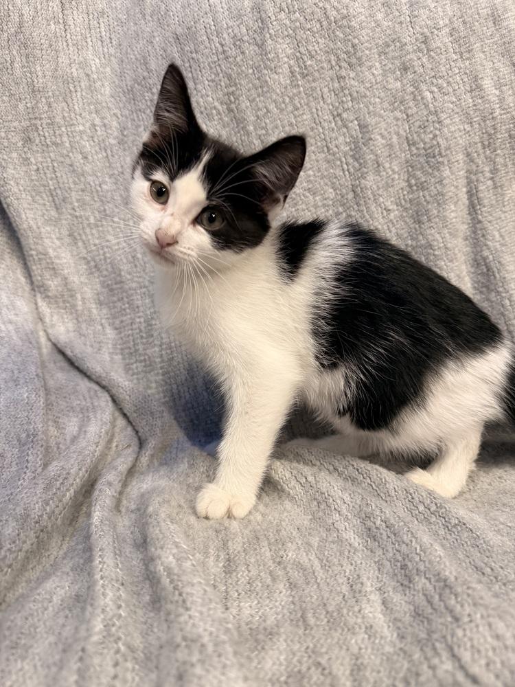 Enlarge Blossom, a Adoptable Domestic Short Hair in Palatine, IL image 3/5
