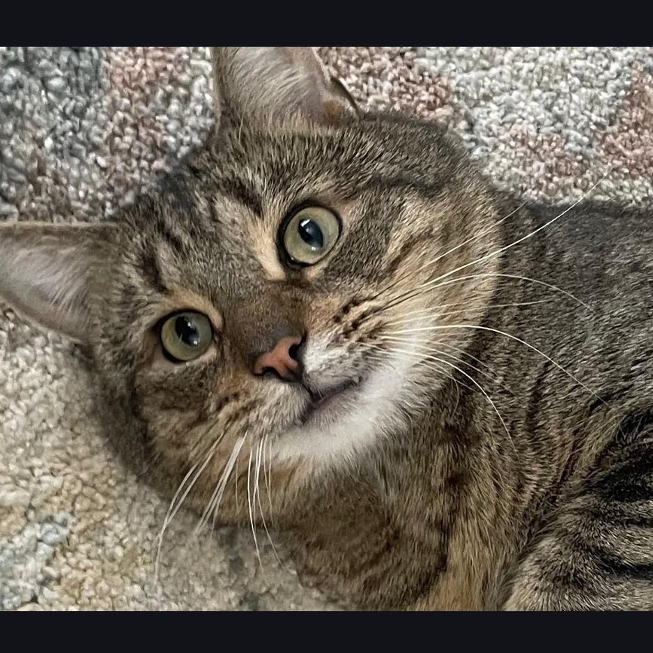 Coco ***Friendly with Rella and Gizmo***, Adoptable, Adult Male Domestic Short Hair.