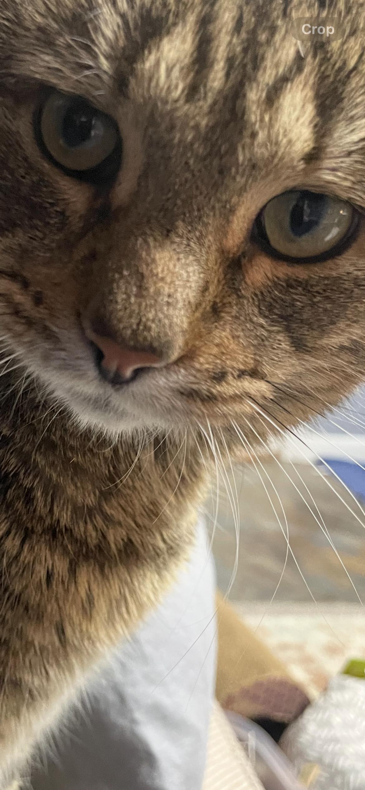 Enlarge Coco ***Friendly with Rella and Gizmo***, a Adoptable Domestic Short Hair in FITCHBURG, MA image 2/6