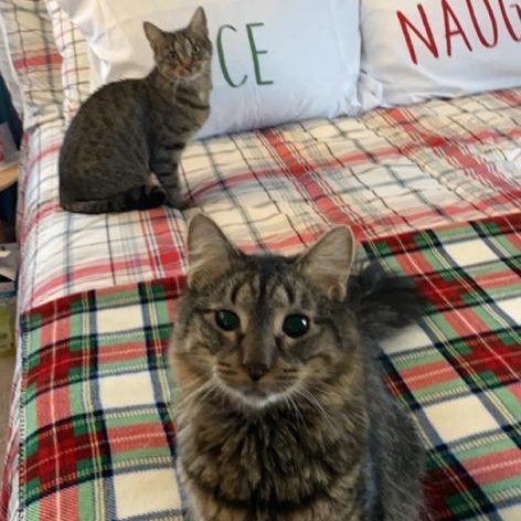 Enlarge Coco ***Friendly with Rella and Gizmo***, a Adoptable Domestic Short Hair in FITCHBURG, MA image 4/6