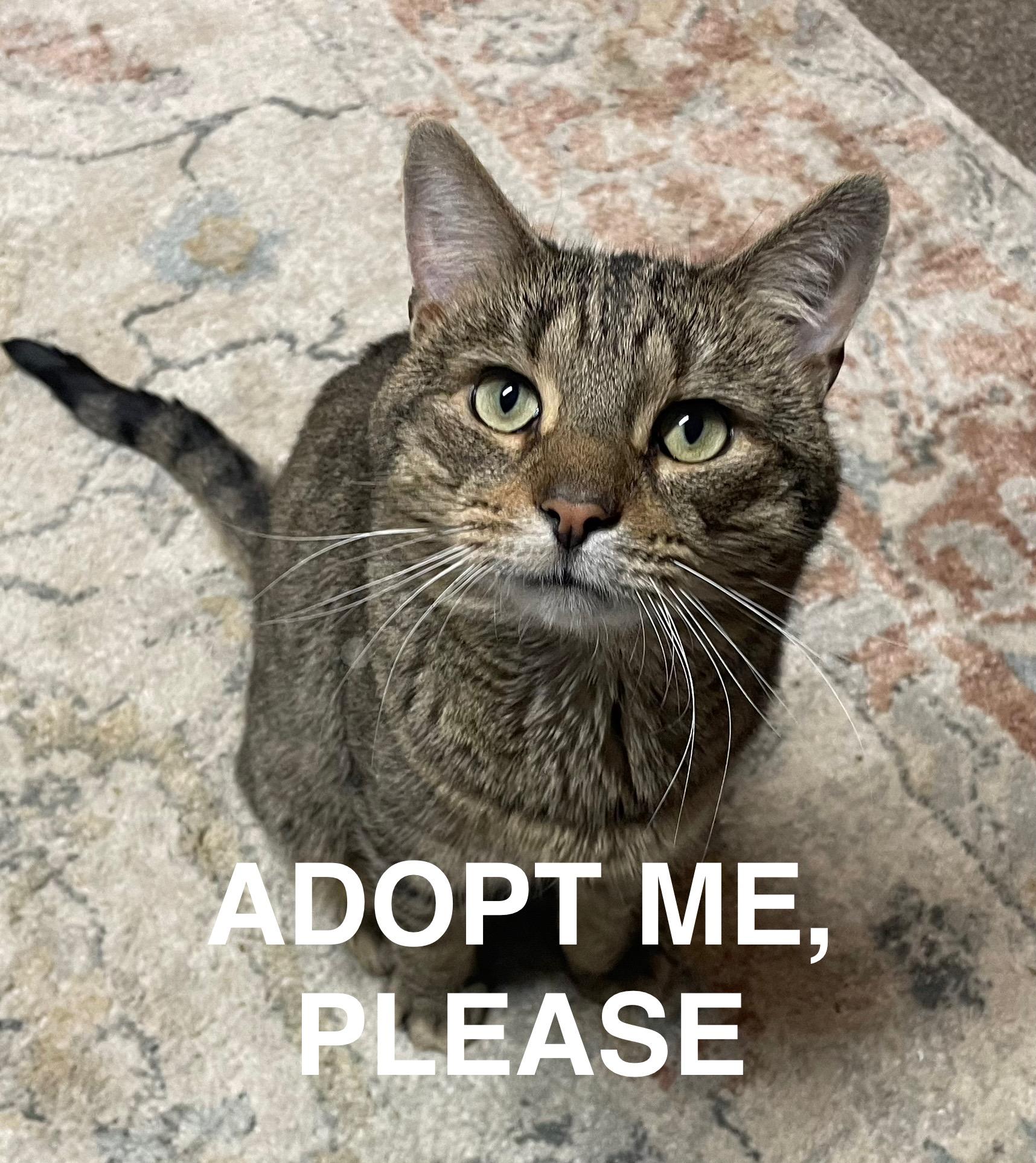 Enlarge Coco ***Friendly with Rella and Gizmo***, a Adoptable Domestic Short Hair in FITCHBURG, MA image 3/6