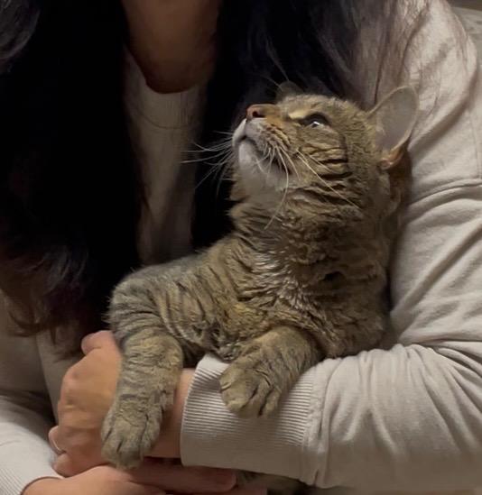 Enlarge Coco ***Friendly with Rella and Gizmo***, a Adoptable Domestic Short Hair in FITCHBURG, MA image 6/6