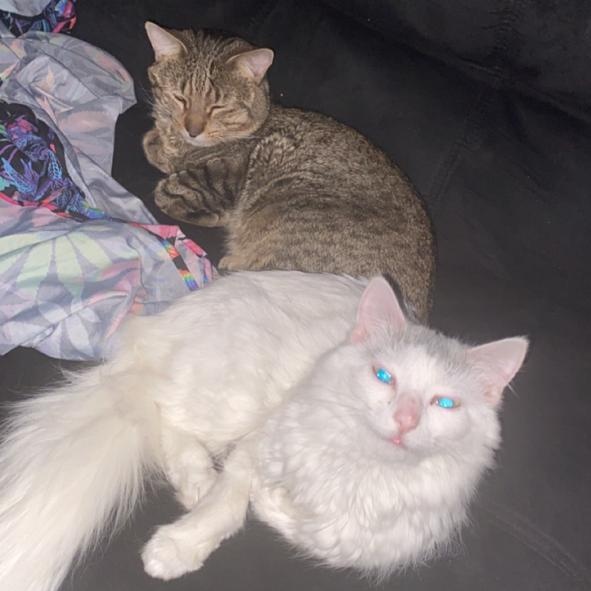 Enlarge Coco ***Friendly with Rella and Gizmo***, a Adoptable Domestic Short Hair in FITCHBURG, MA image 5/6