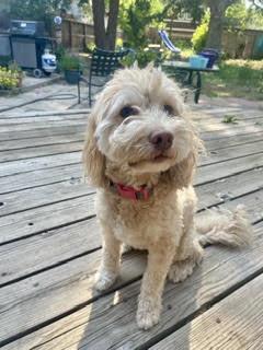 Lucy, a Adopted Cockapoo in Fort Collins, CO image 1/3