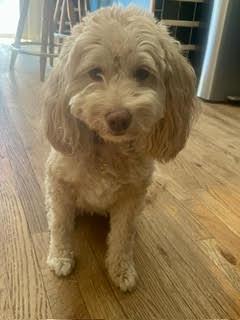 Lucy, a Adopted Cockapoo in Fort Collins, CO image 2/3