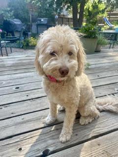 Lucy, a Adopted Cockapoo in Fort Collins, CO image 3/3