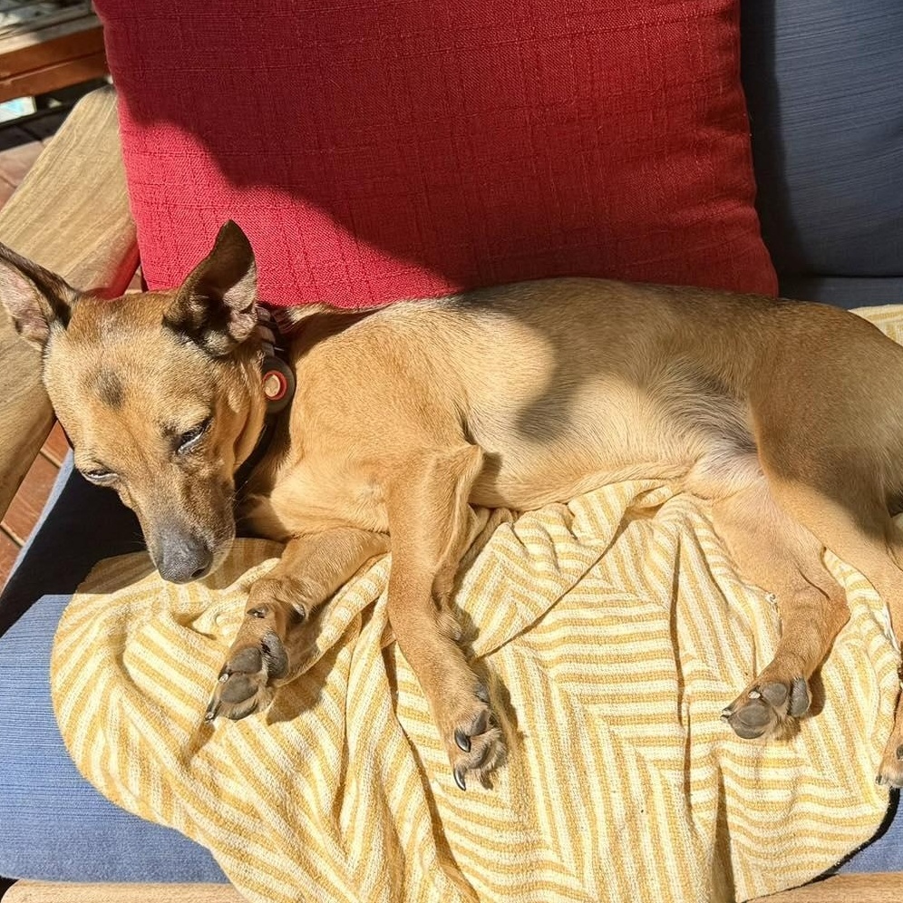 Enlarge Prince, a Adoptable Manchester Terrier in Covington, WA image 2/6
