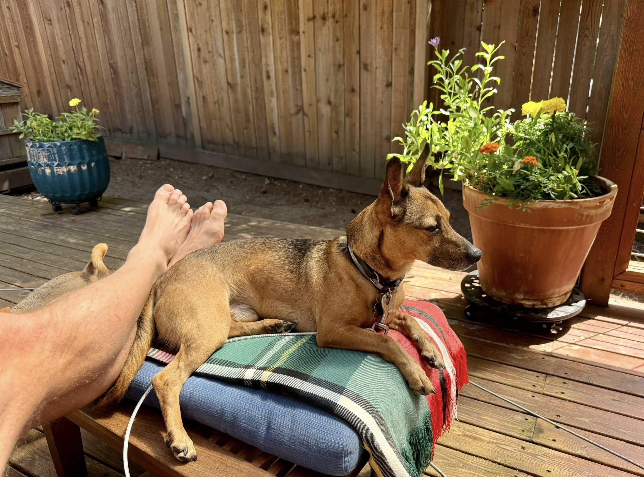 Enlarge Prince, a Adoptable Manchester Terrier in Covington, WA image 4/6