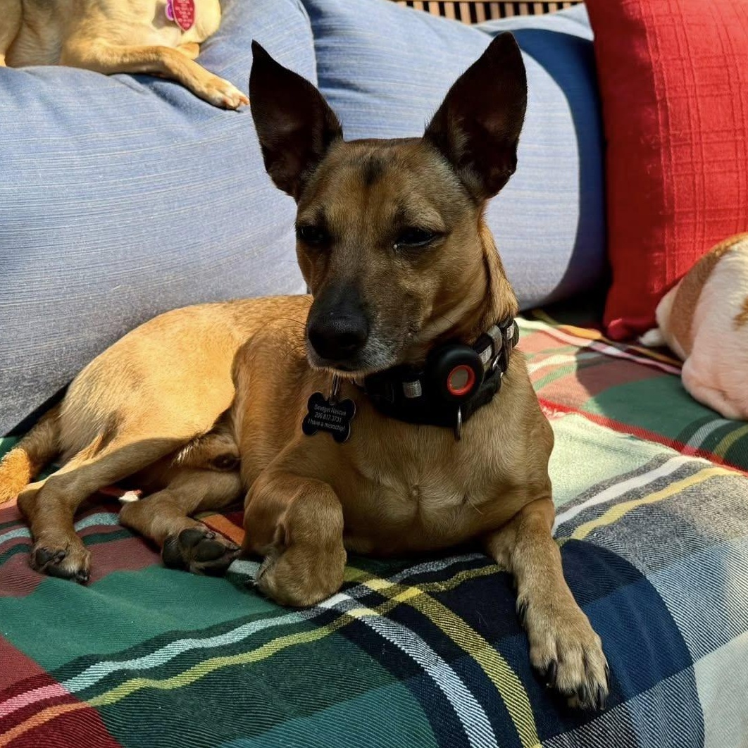 Enlarge Prince, a Adoptable Manchester Terrier in Covington, WA image 3/6