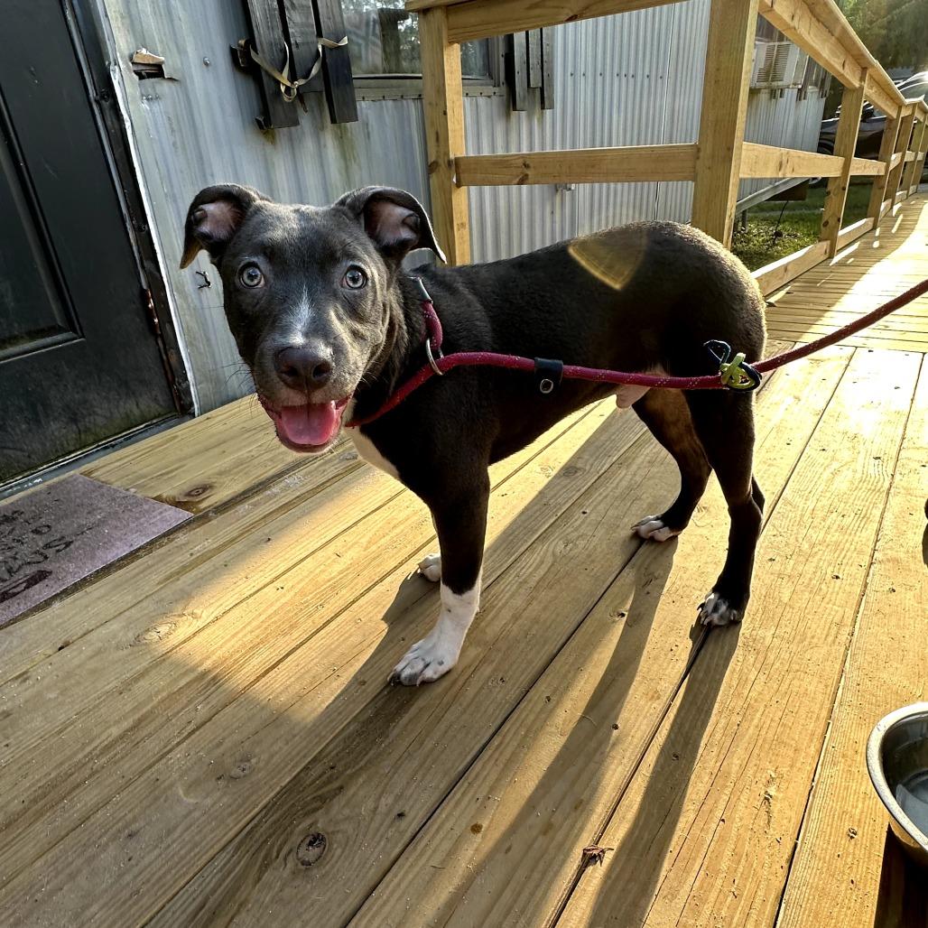 Enlarge Zephyr, a Adoptable Mixed Breed in Hinesville, GA image 3/5