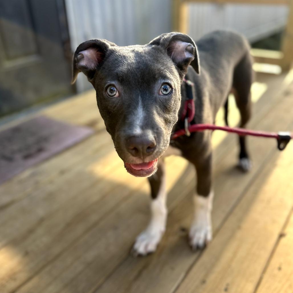 Enlarge Zephyr, a Adoptable Mixed Breed in Hinesville, GA image 4/5