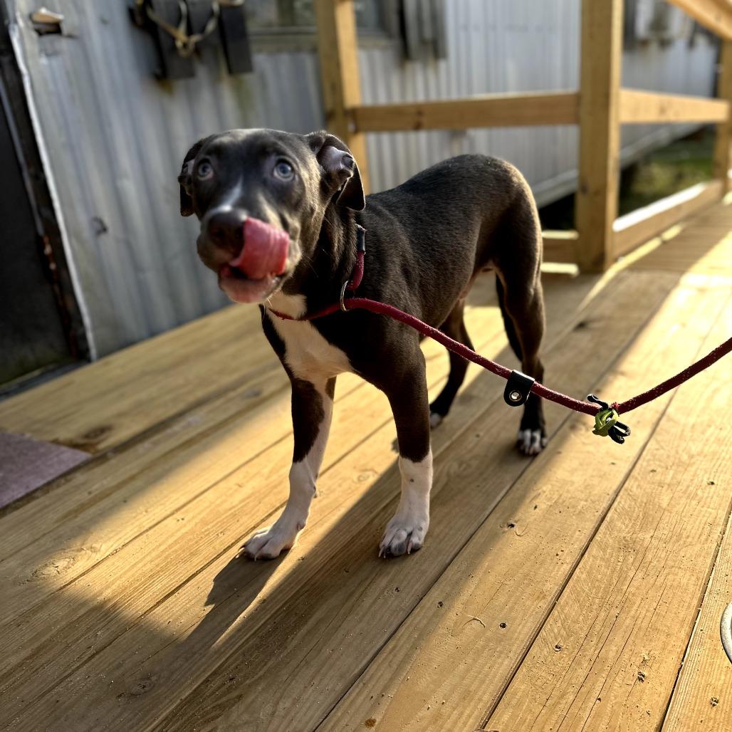 Enlarge Zephyr, a Adoptable Mixed Breed in Hinesville, GA image 5/5
