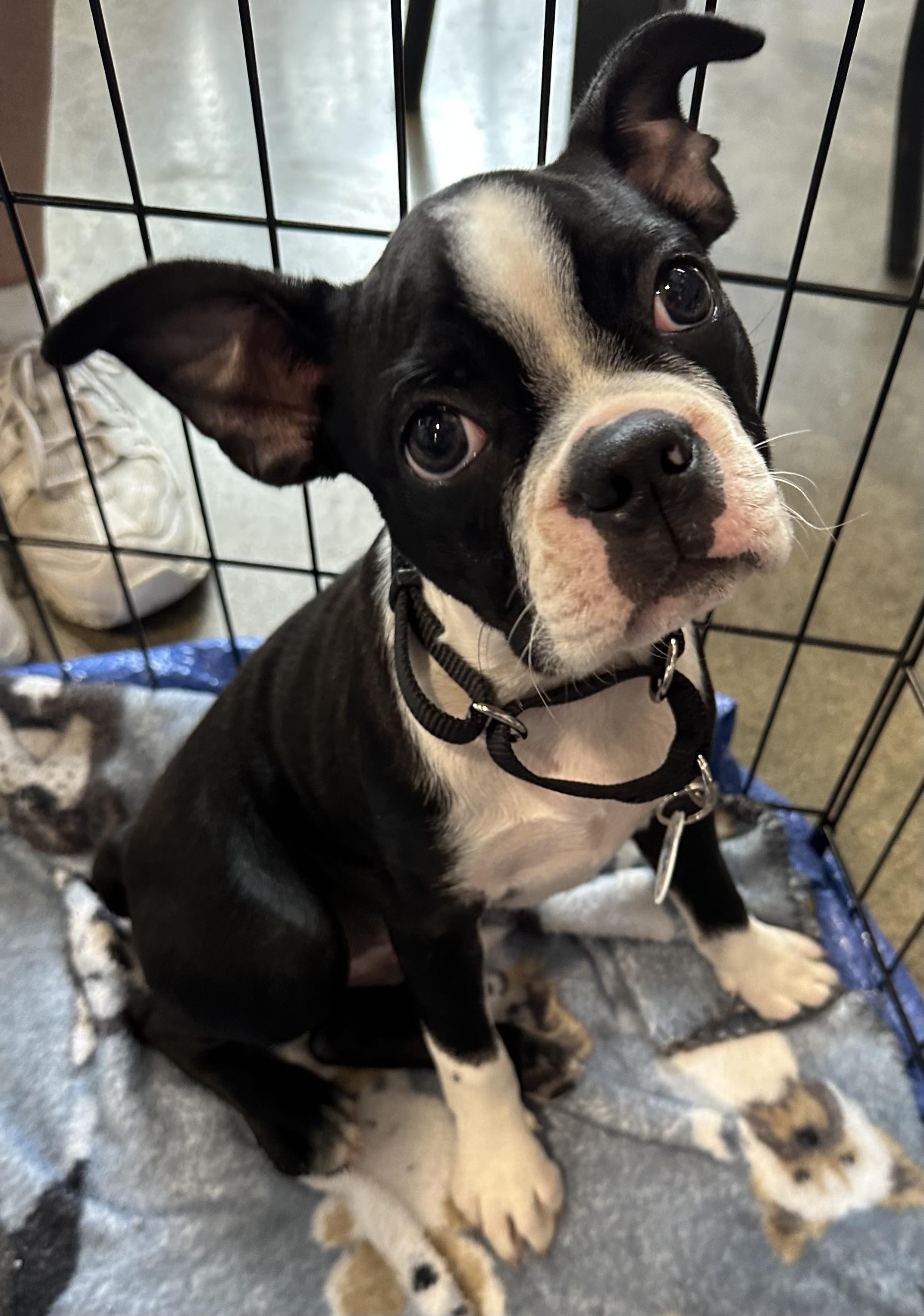 Buster, a Adopted Boston Terrier in Akron, NY image 1/6