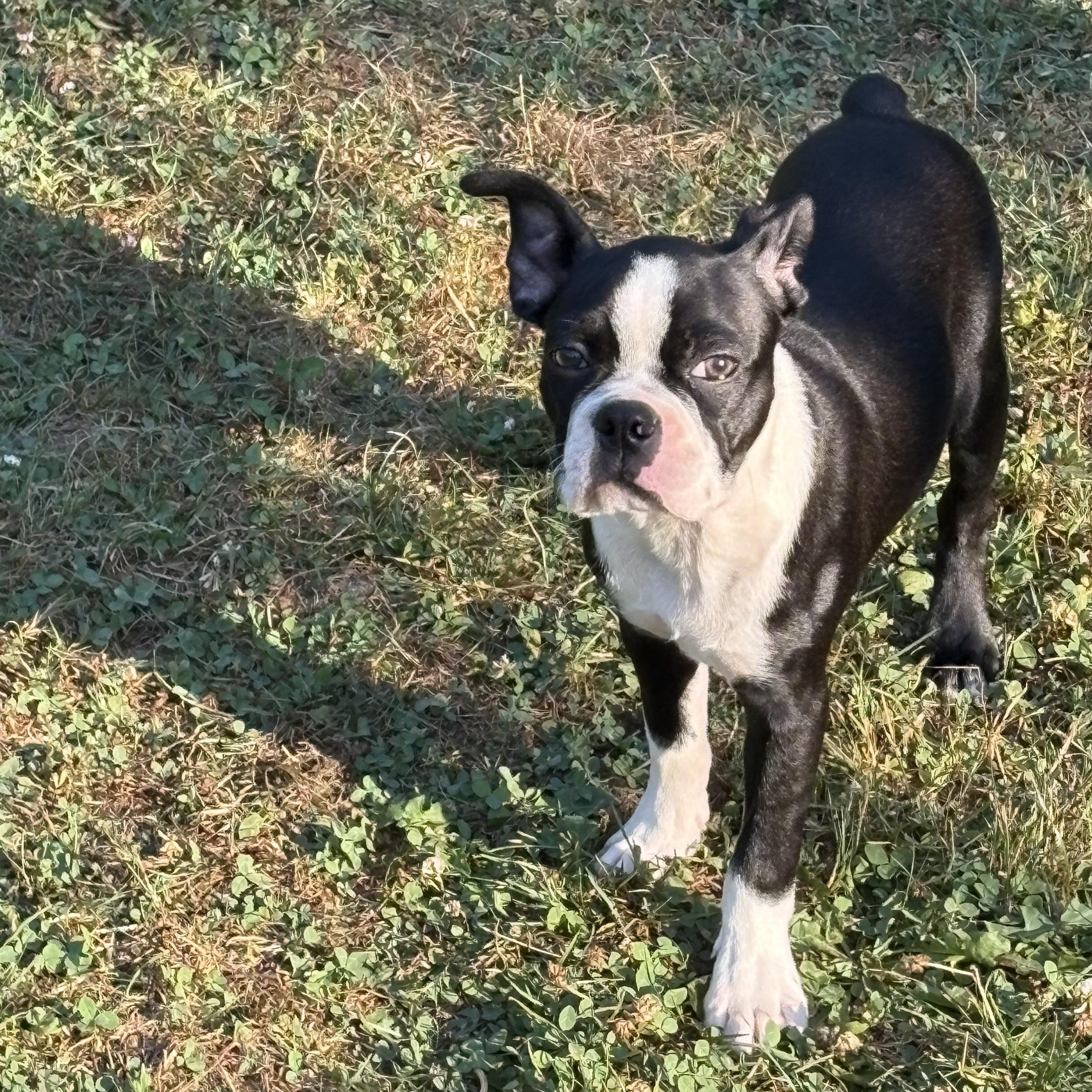 Buster, a Adopted Boston Terrier in Akron, NY image 2/6