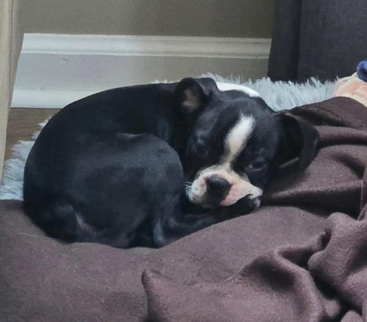 Buster, a Adopted Boston Terrier in Akron, NY image 5/6