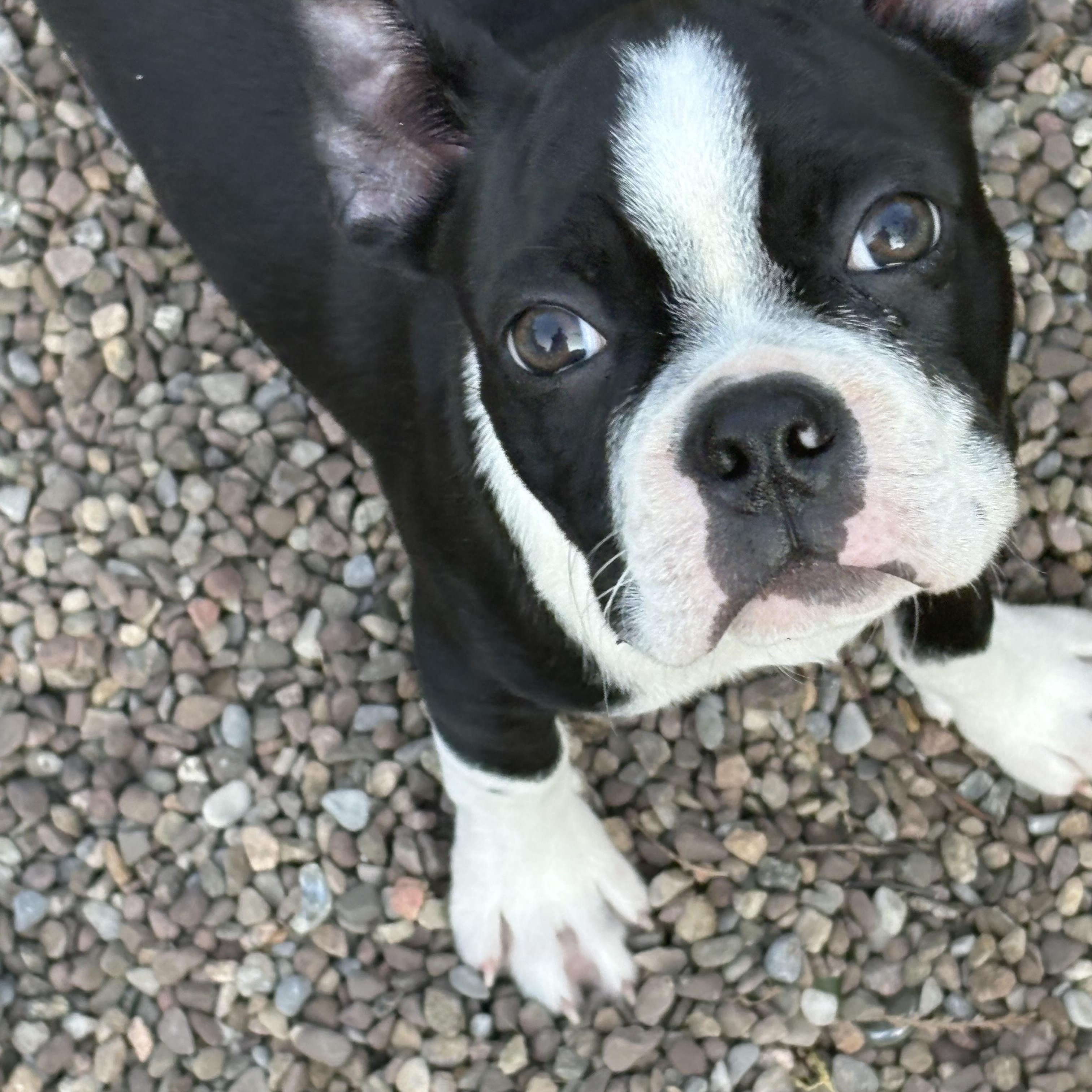 Buster, a Adopted Boston Terrier in Akron, NY image 4/6