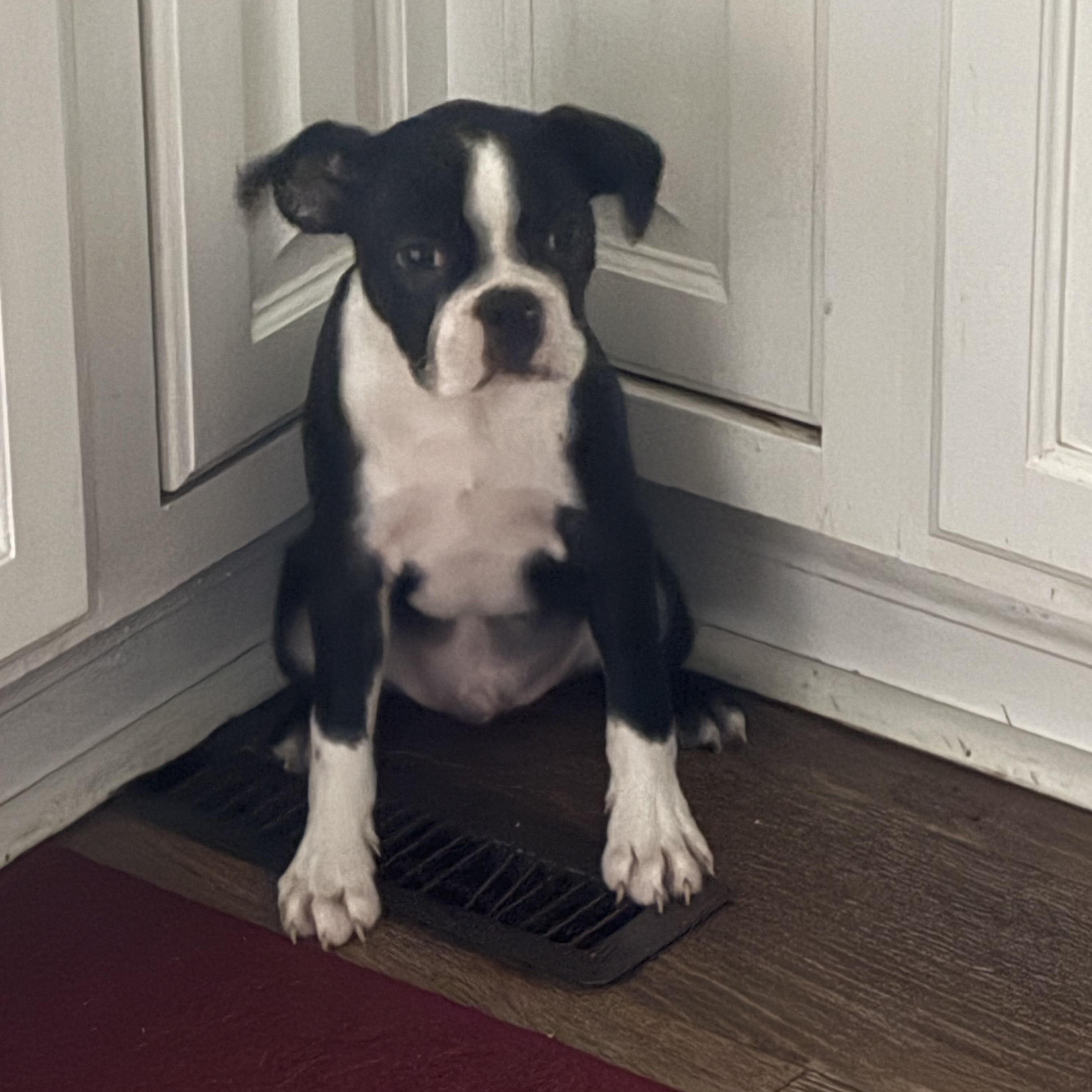 Buster, a Adopted Boston Terrier in Akron, NY image 3/6