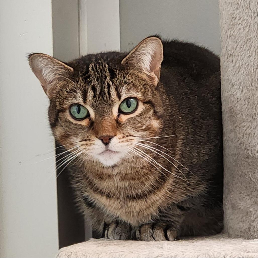 Enlarge Rae, a Adoptable Domestic Short Hair in Toms Brook, VA image 1/1