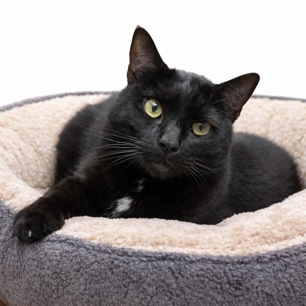 LINCOLN, adopted, Adult Male Domestic Short Hair.