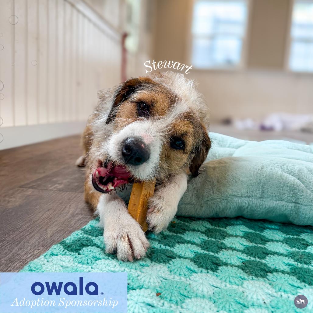 Stewart, Adoptable, Adult Male Airedale Terrier & Mixed Breed.