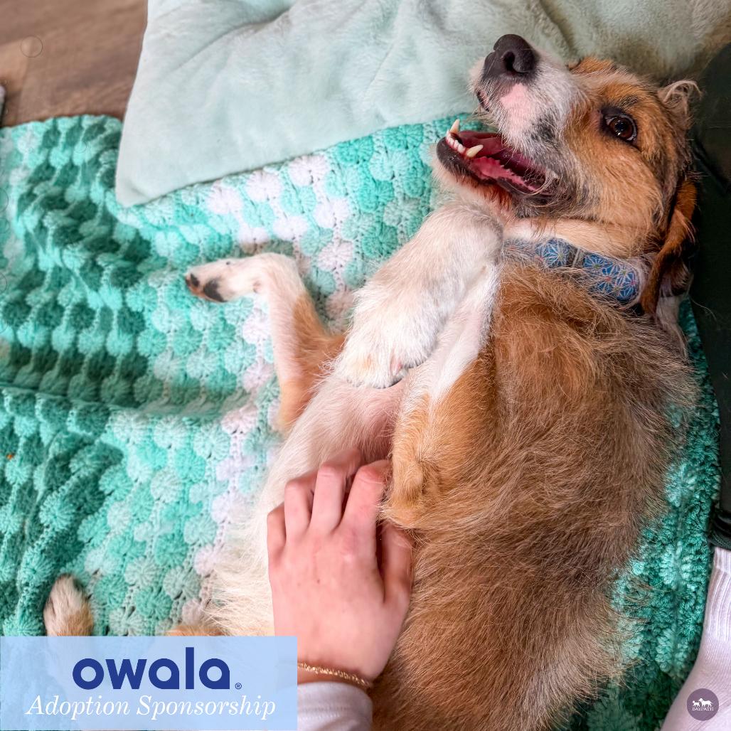 Stewart, a Adoptable mixed breed in Hopkinton, MA image 2/6