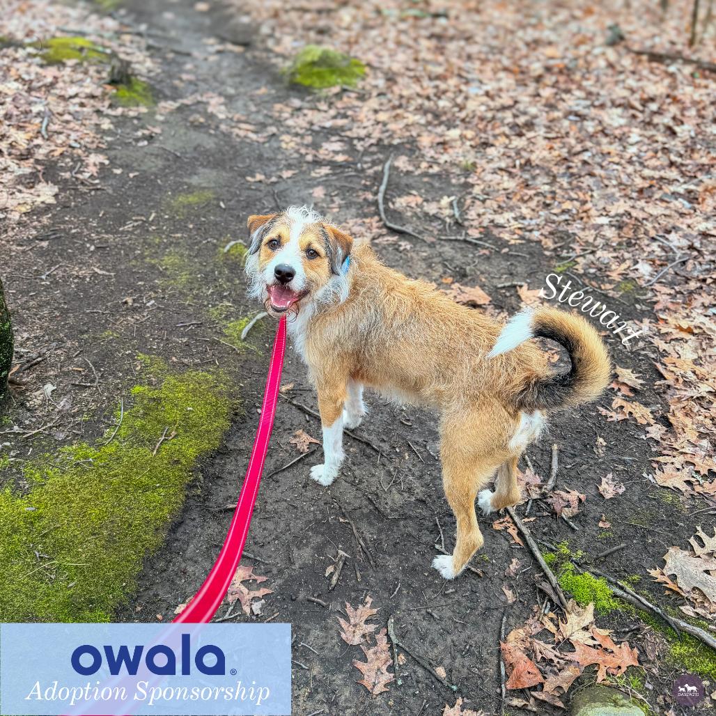 Stewart, a Adoptable mixed breed in Hopkinton, MA image 3/6