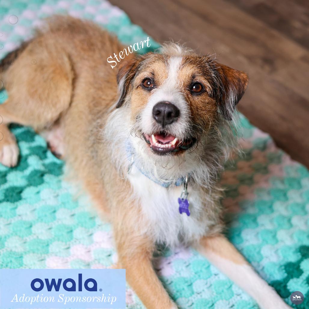 Stewart, a Adoptable mixed breed in Hopkinton, MA image 4/6