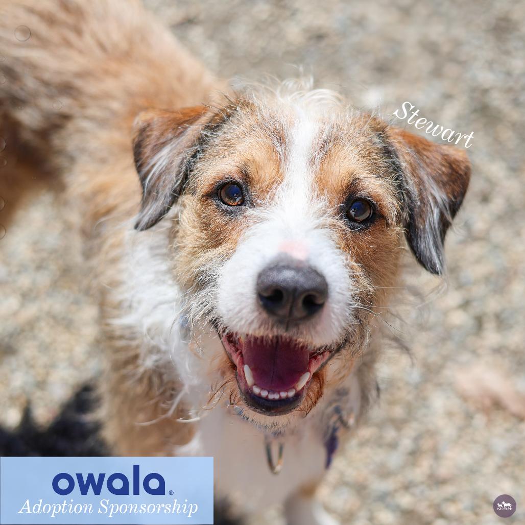 Stewart, a Adoptable mixed breed in Hopkinton, MA image 5/6
