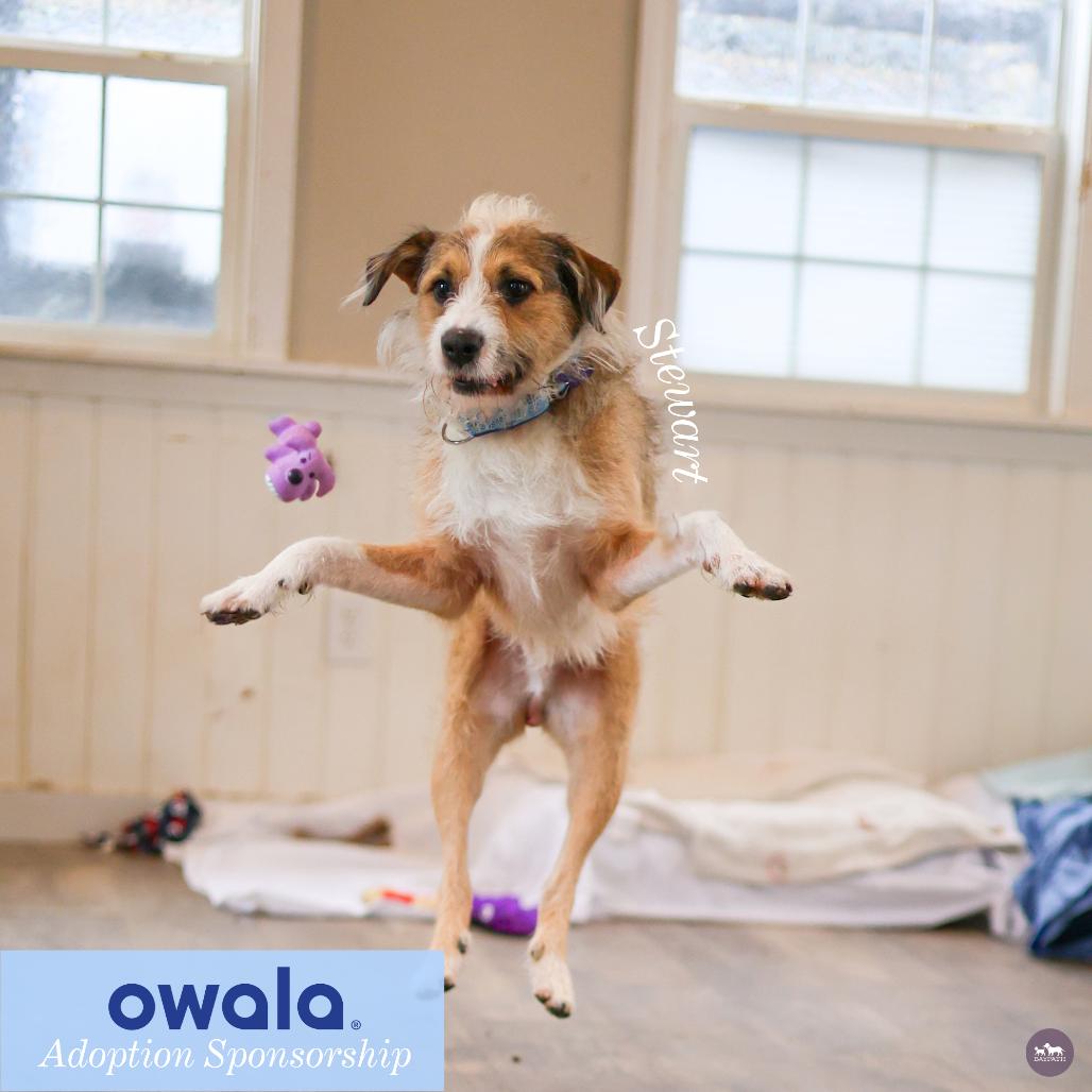 Stewart, a Adoptable mixed breed in Hopkinton, MA image 6/6