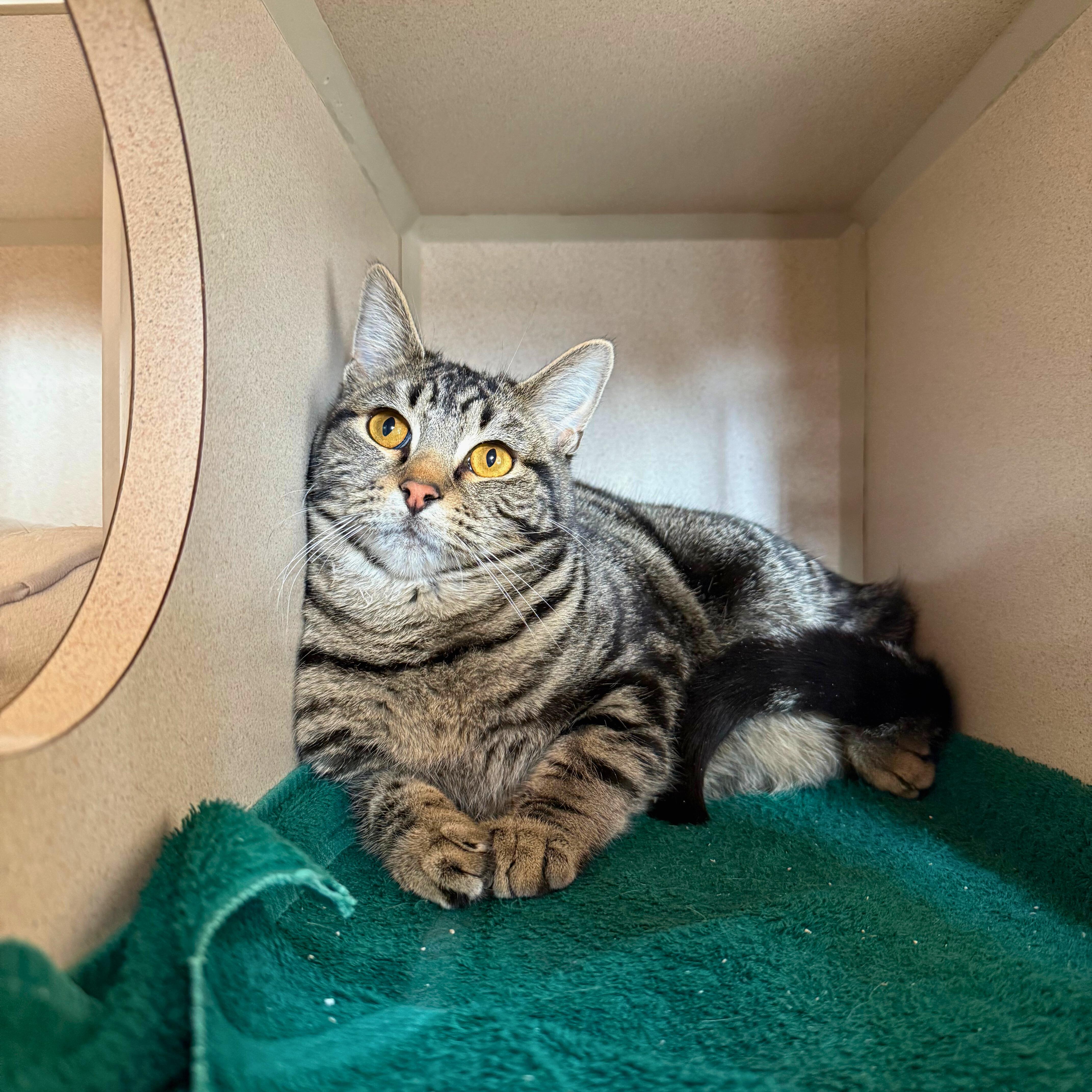 Enlarge Jasper, a Adoptable Tabby in Ridgway, CO image 4/4