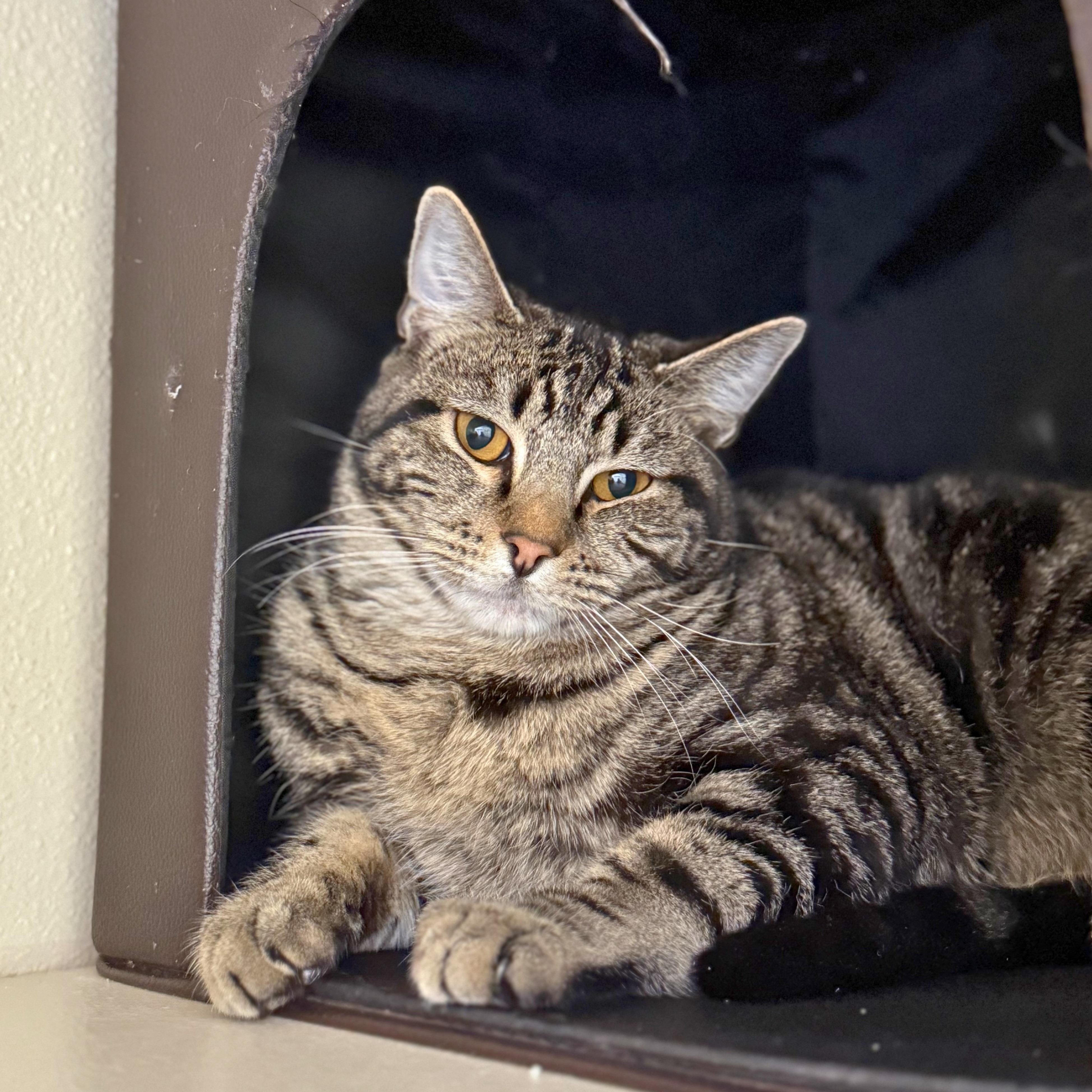 Jasper, Adoptable, Young Male Domestic Short Hair.