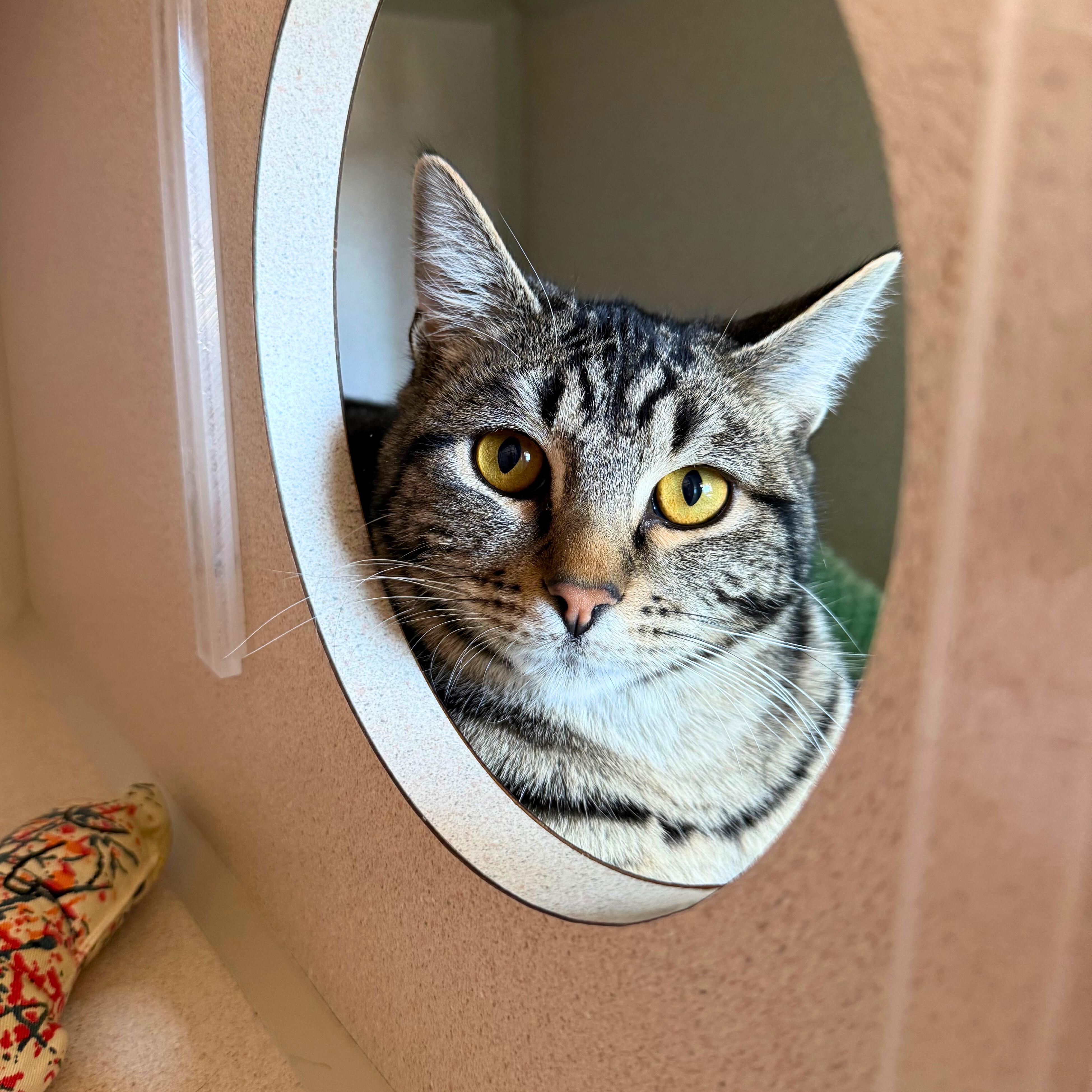 Jasper, Adoptable, Young Male Tabby.