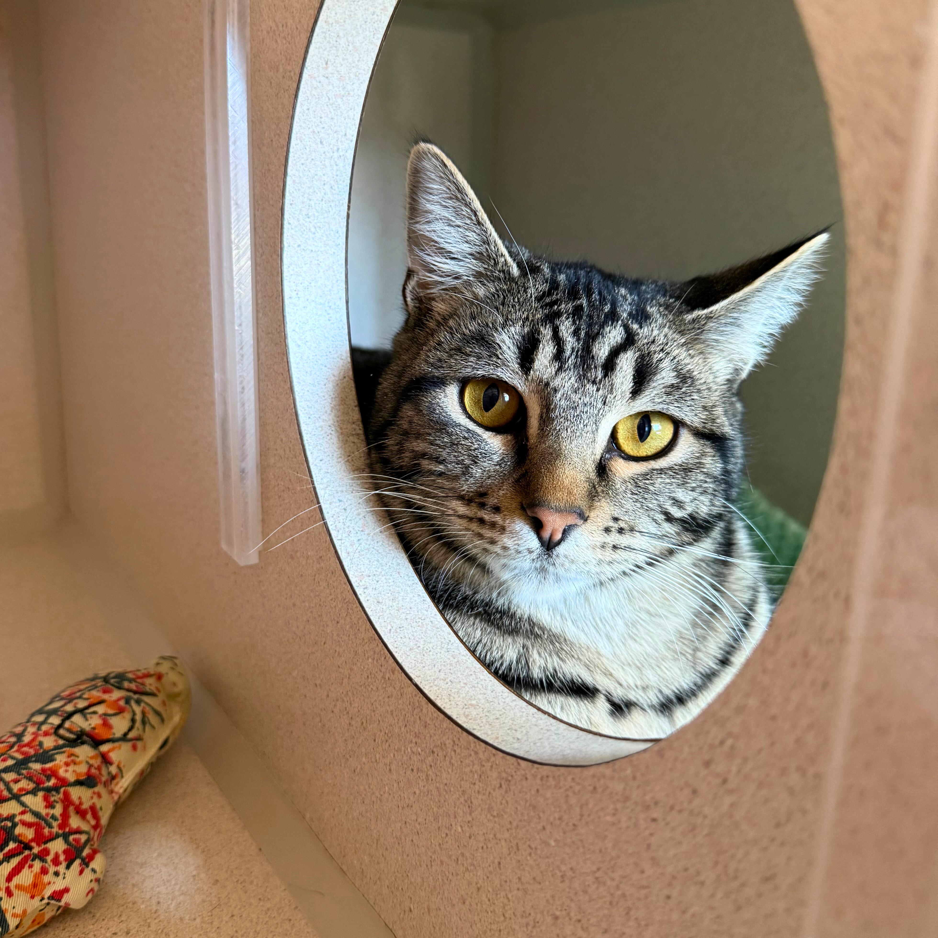 Enlarge Jasper, a Adoptable Tabby in Ridgway, CO image 3/4
