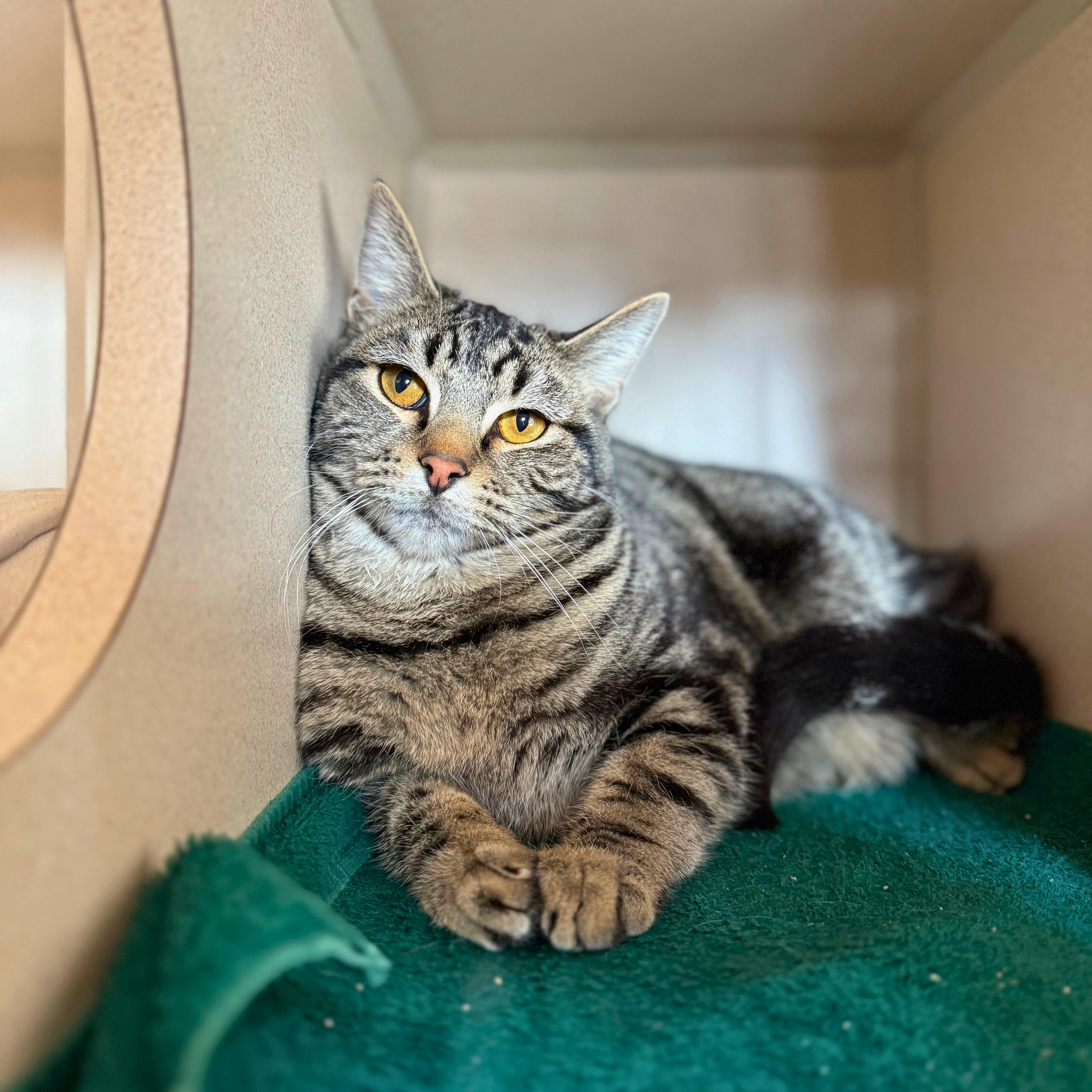 Enlarge Jasper, a Adoptable Tabby in Ridgway, CO image 2/4
