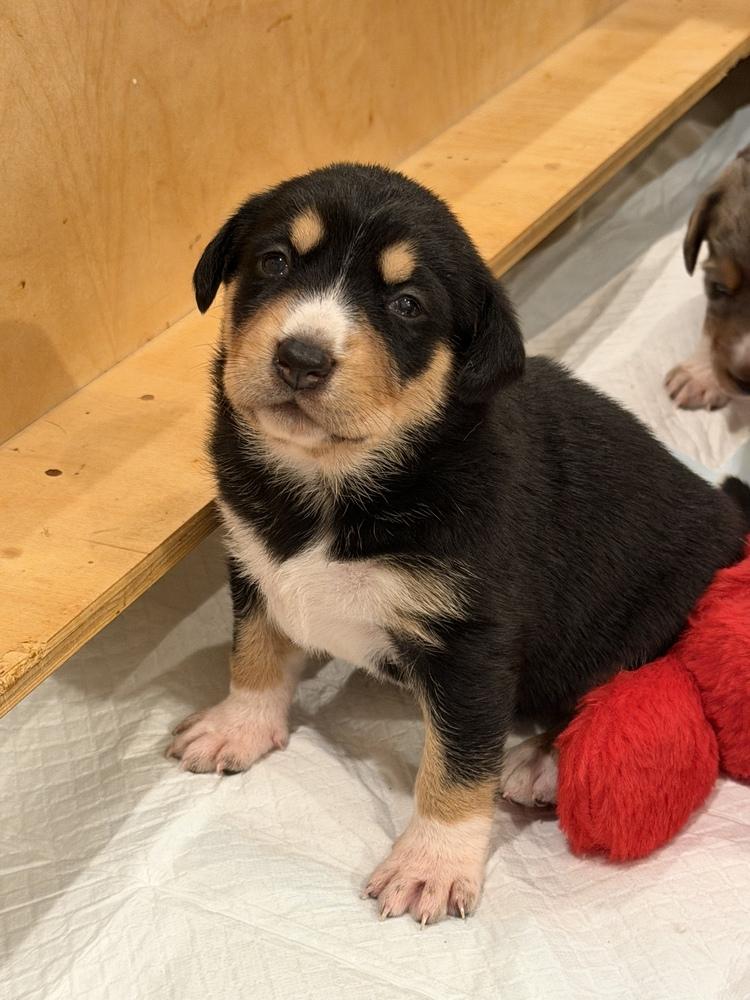 Enlarge Bluey Litter - Trixie, a Adoptable mixed breed in Columbus, OH image 1/4