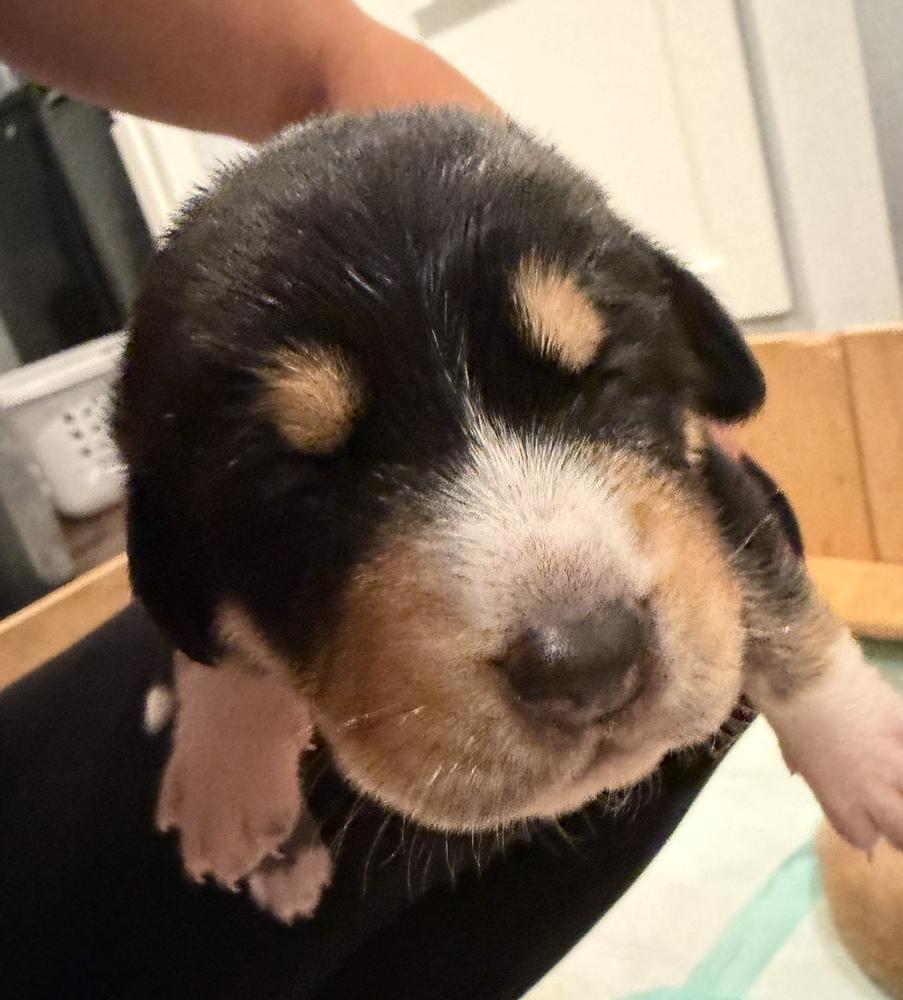 Enlarge Bluey Litter - Trixie, a Adoptable mixed breed in Columbus, OH image 2/4