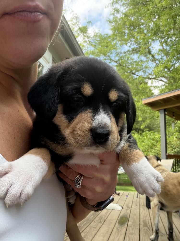 Enlarge Bluey Litter - Trixie, a Adoptable mixed breed in Columbus, OH image 3/4