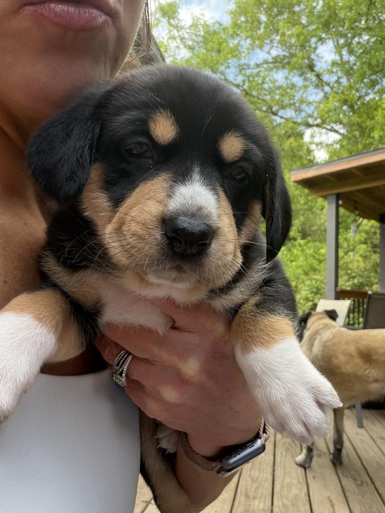 Enlarge Bluey Litter - Trixie, a Adoptable mixed breed in Columbus, OH image 4/4