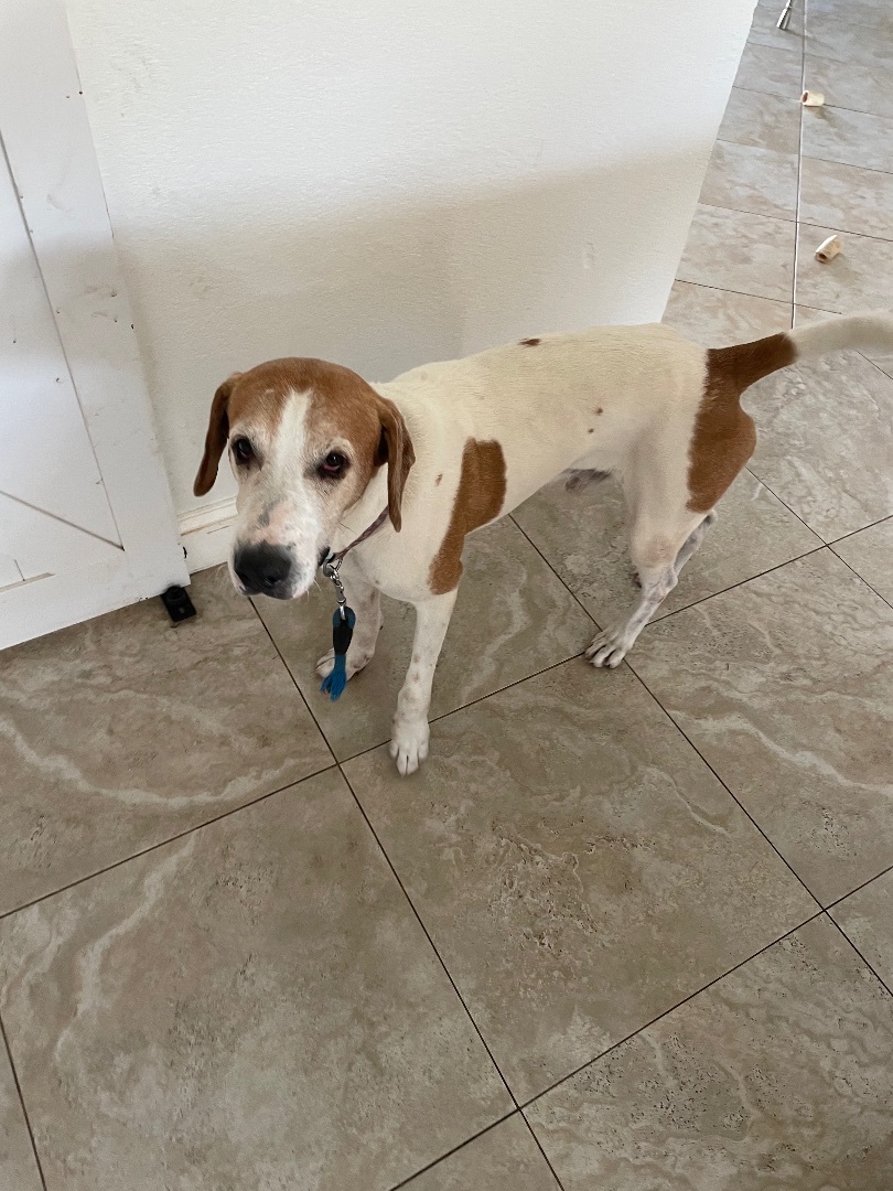Enlarge Tucker, a Adoptable mixed breed in Lake Worth, FL image 9/13
