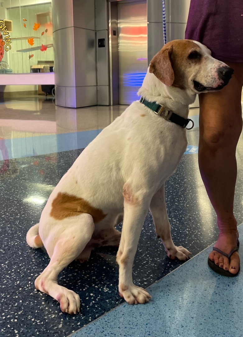 Enlarge Tucker, a Adoptable mixed breed in Lake Worth, FL image 10/13