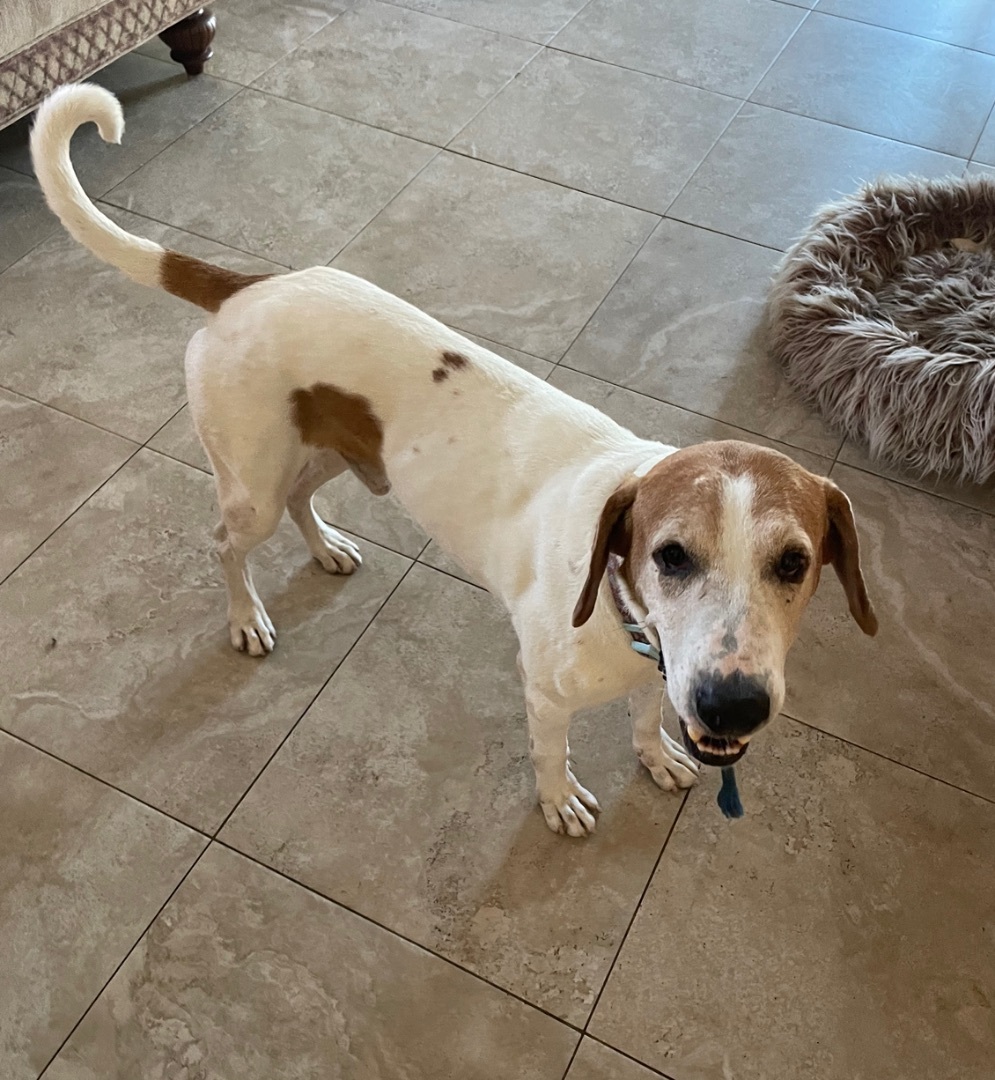 Enlarge Tucker, a Adoptable mixed breed in Lake Worth, FL image 1/13