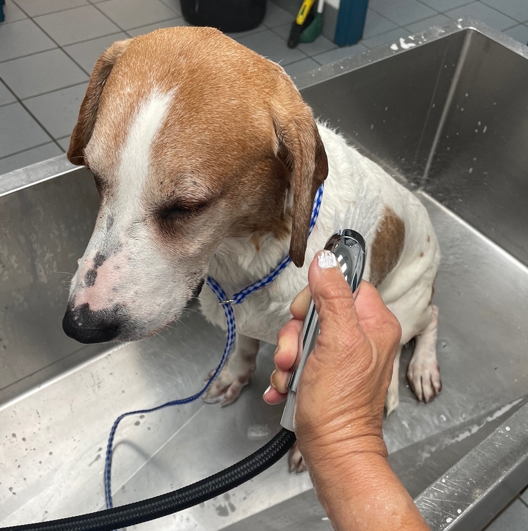 Enlarge Tucker, a Adoptable mixed breed in Lake Worth, FL image 11/13
