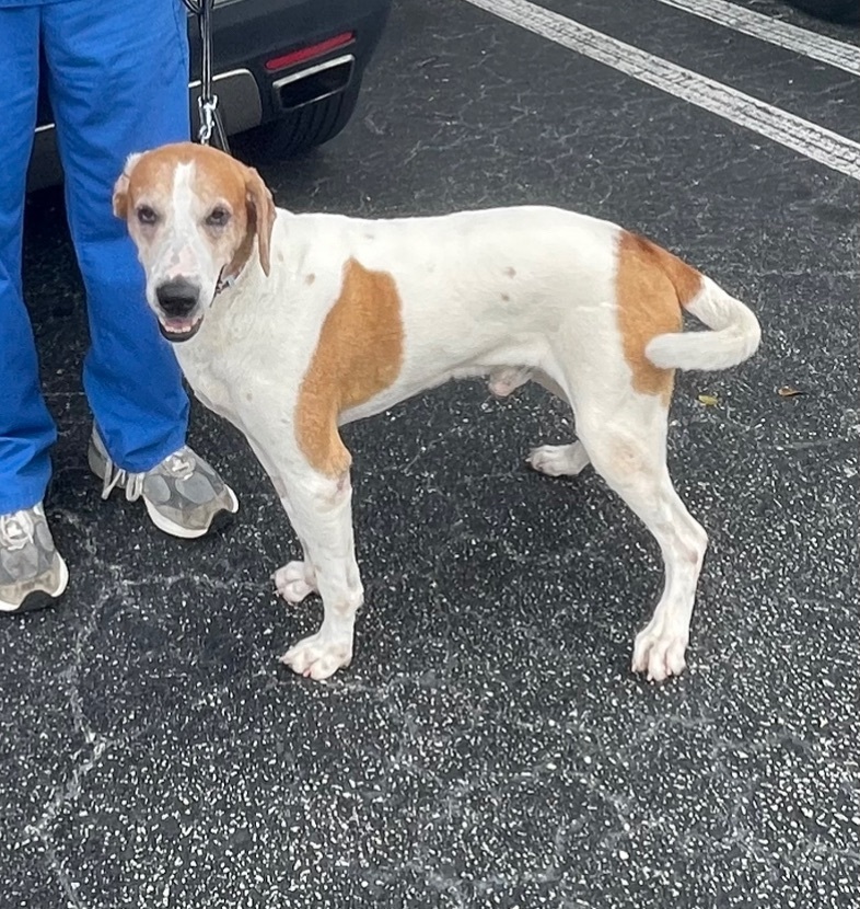 Enlarge Tucker, a Adoptable mixed breed in Lake Worth, FL image 12/13