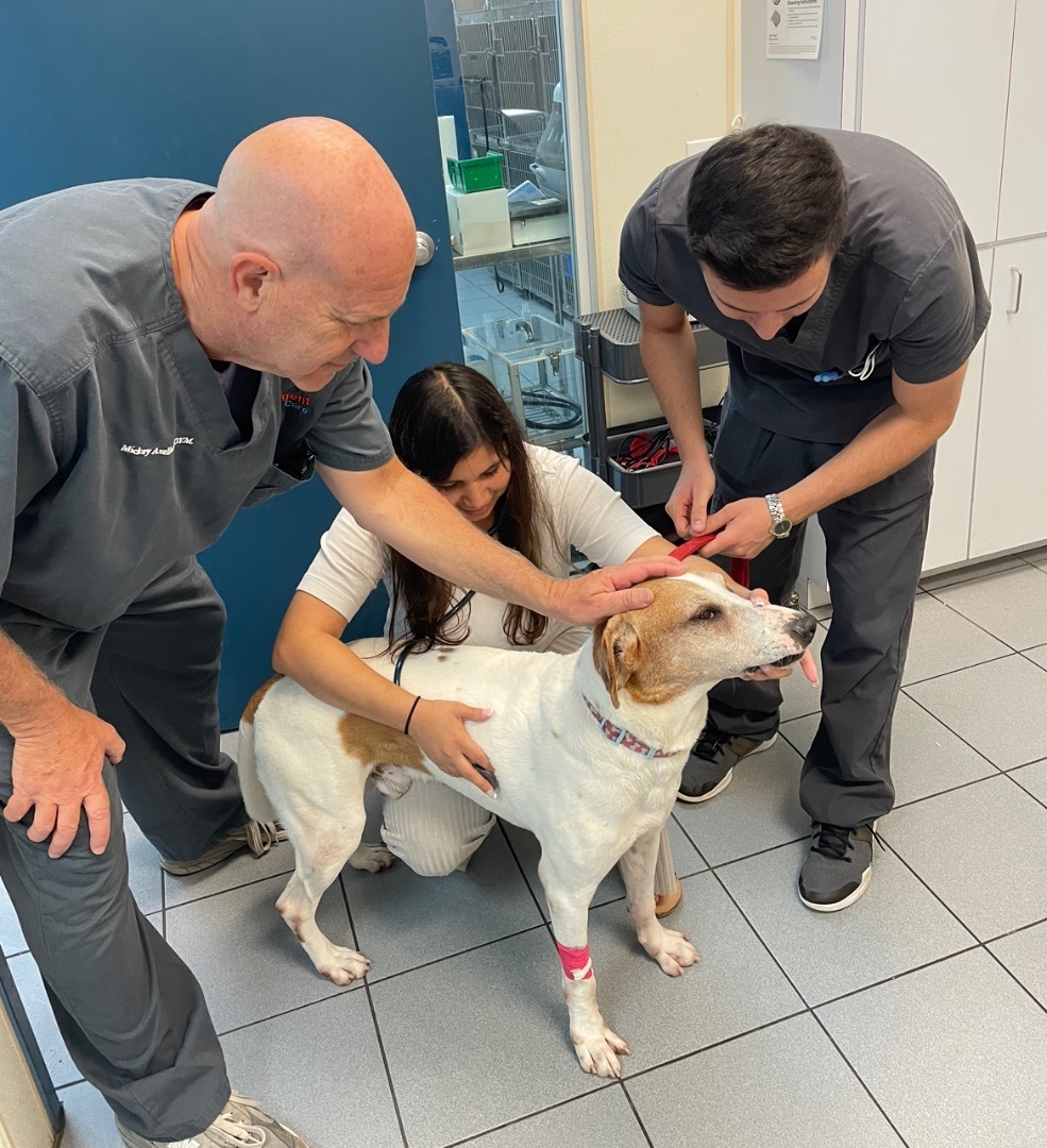 Enlarge Tucker, a Adoptable mixed breed in Lake Worth, FL image 13/13