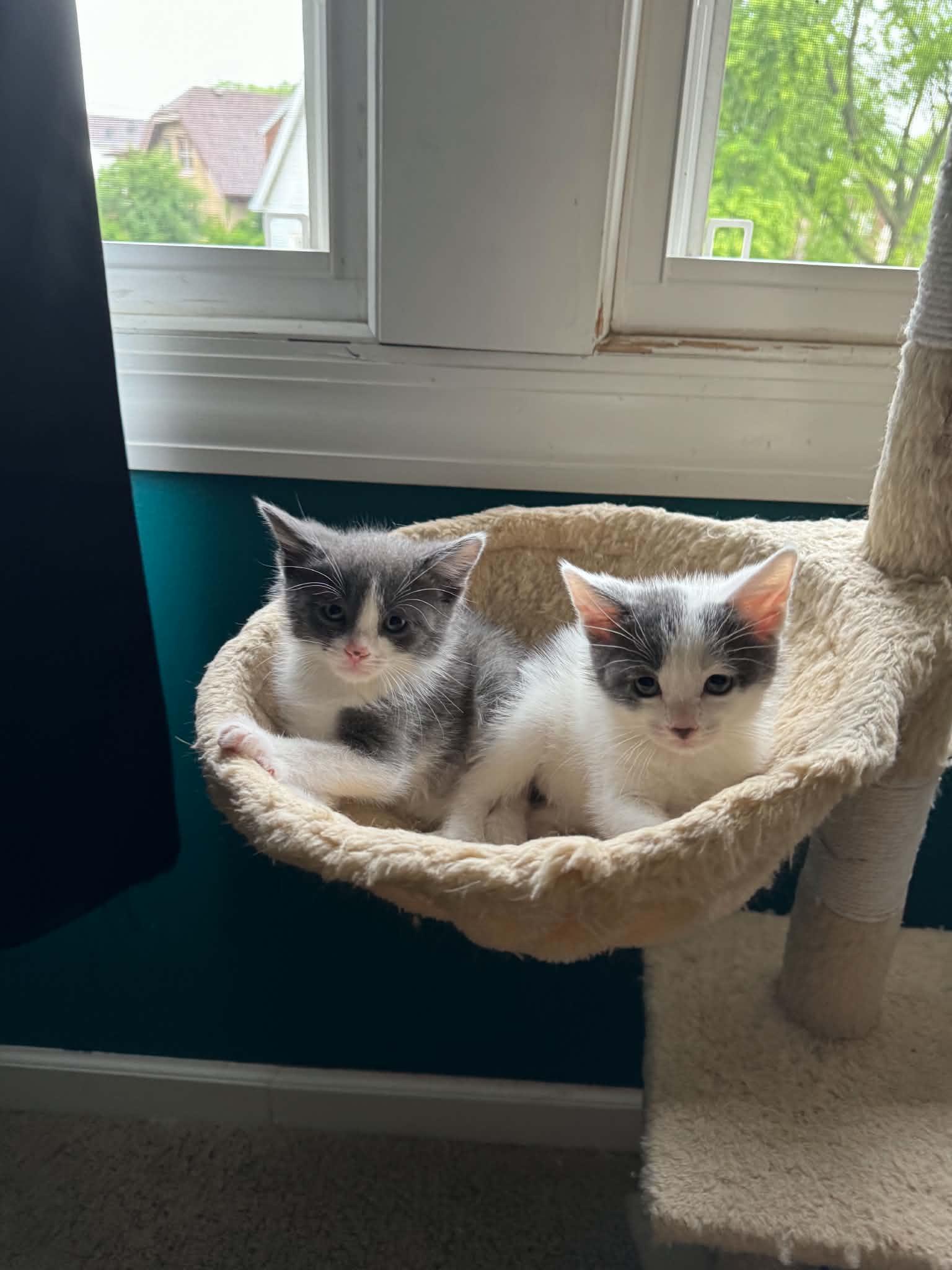 Mini Moo, a ADOPTABLE Domestic Short Hair in Milwaukee, WI image 2/4