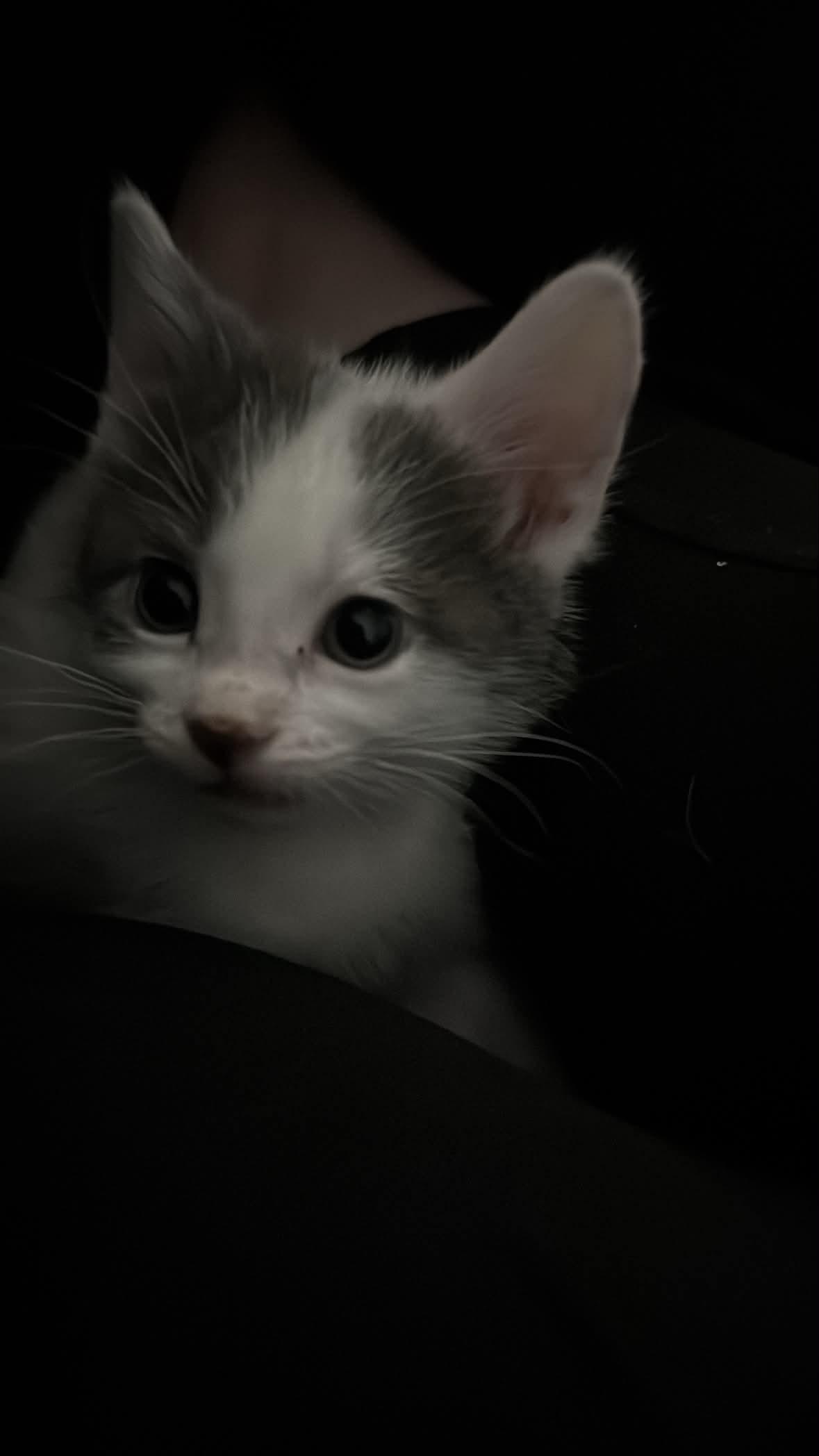 Mini Moo, a ADOPTABLE Domestic Short Hair in Milwaukee, WI image 3/4