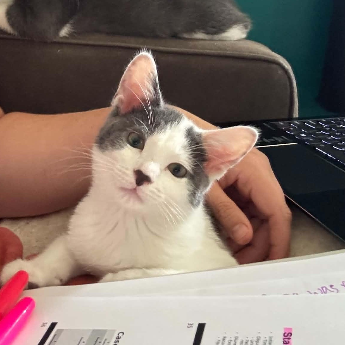 Mini Moo, ADOPTABLE, Kitten Female Domestic Short Hair.